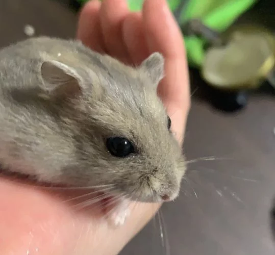 最近のハム三郎
